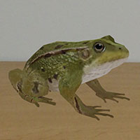 Frog8_th